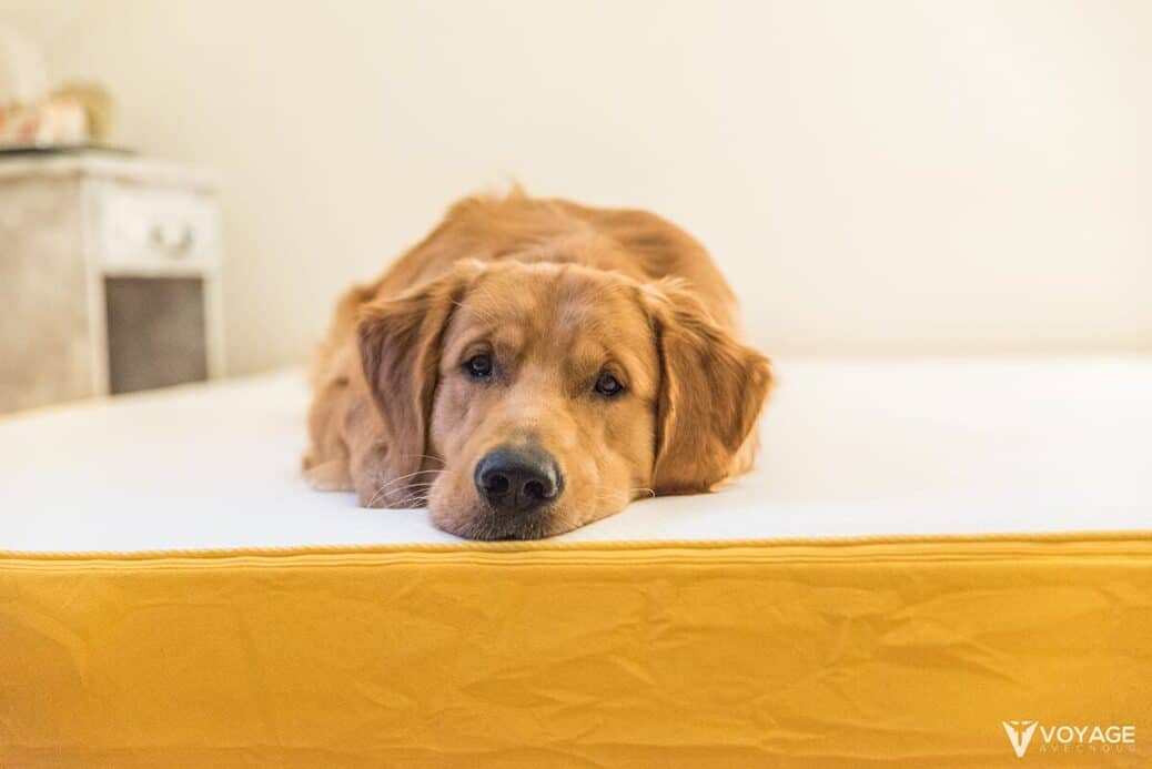 chien-decouvre-matelas-eve-a-memoire-de-forme chien-decouvre-matelas-eve-a-memoire-de-forme