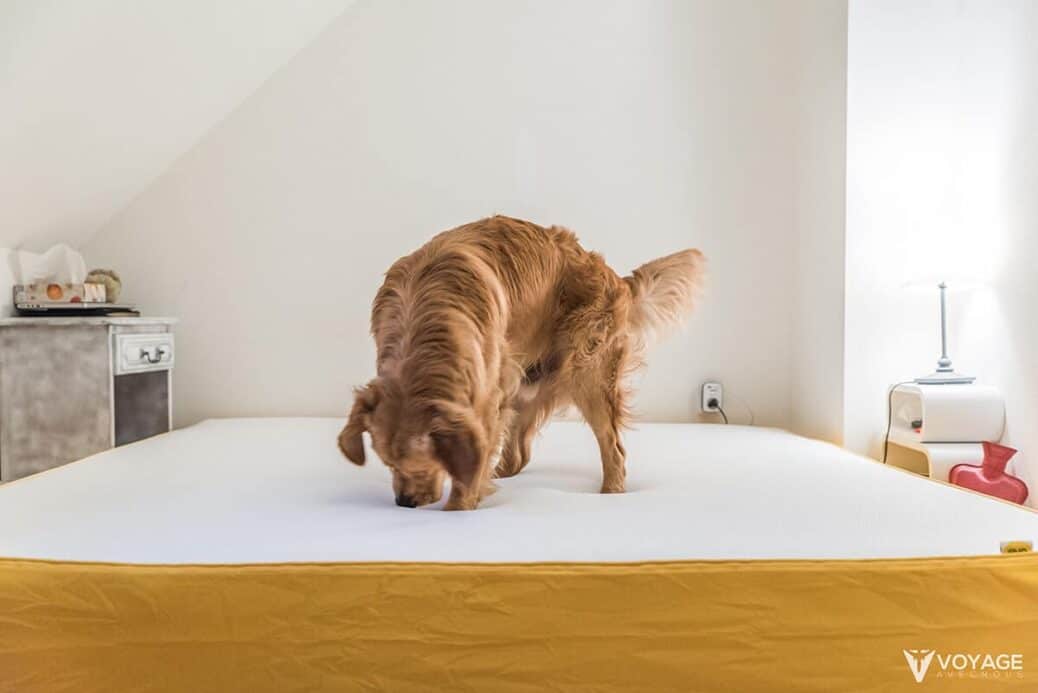 janeiro-decouvre-matelas-eve janeiro-decouvre-matelas-eve