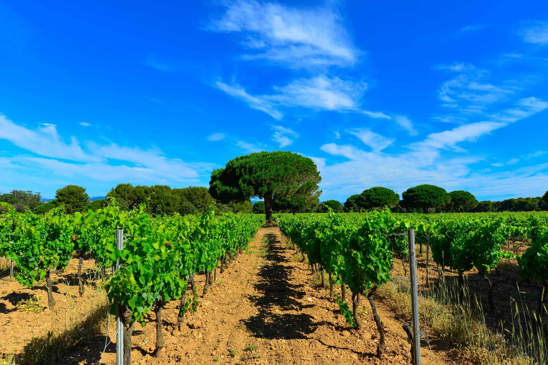 vignobles porquerolles vignobles porquerolles