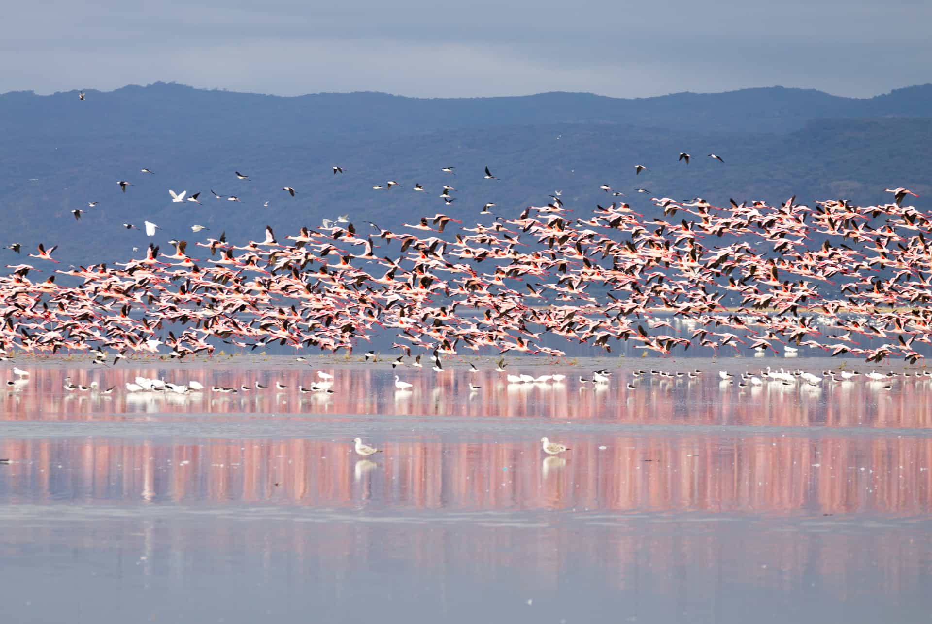 flamants rose tanzanie ou partir en janvier au soleil tanzanie