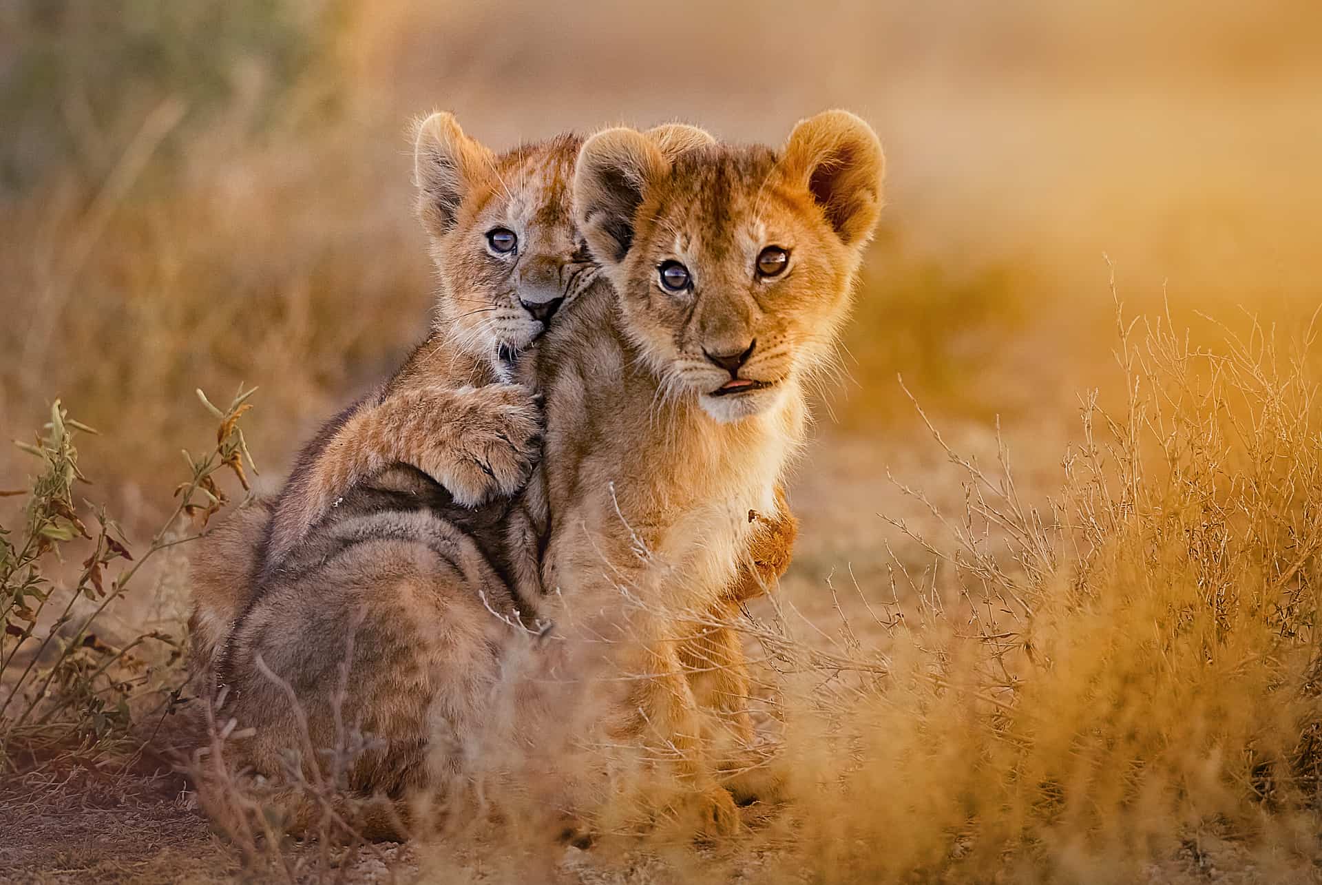 lionceaux tanzanie lionceaux tanzanie