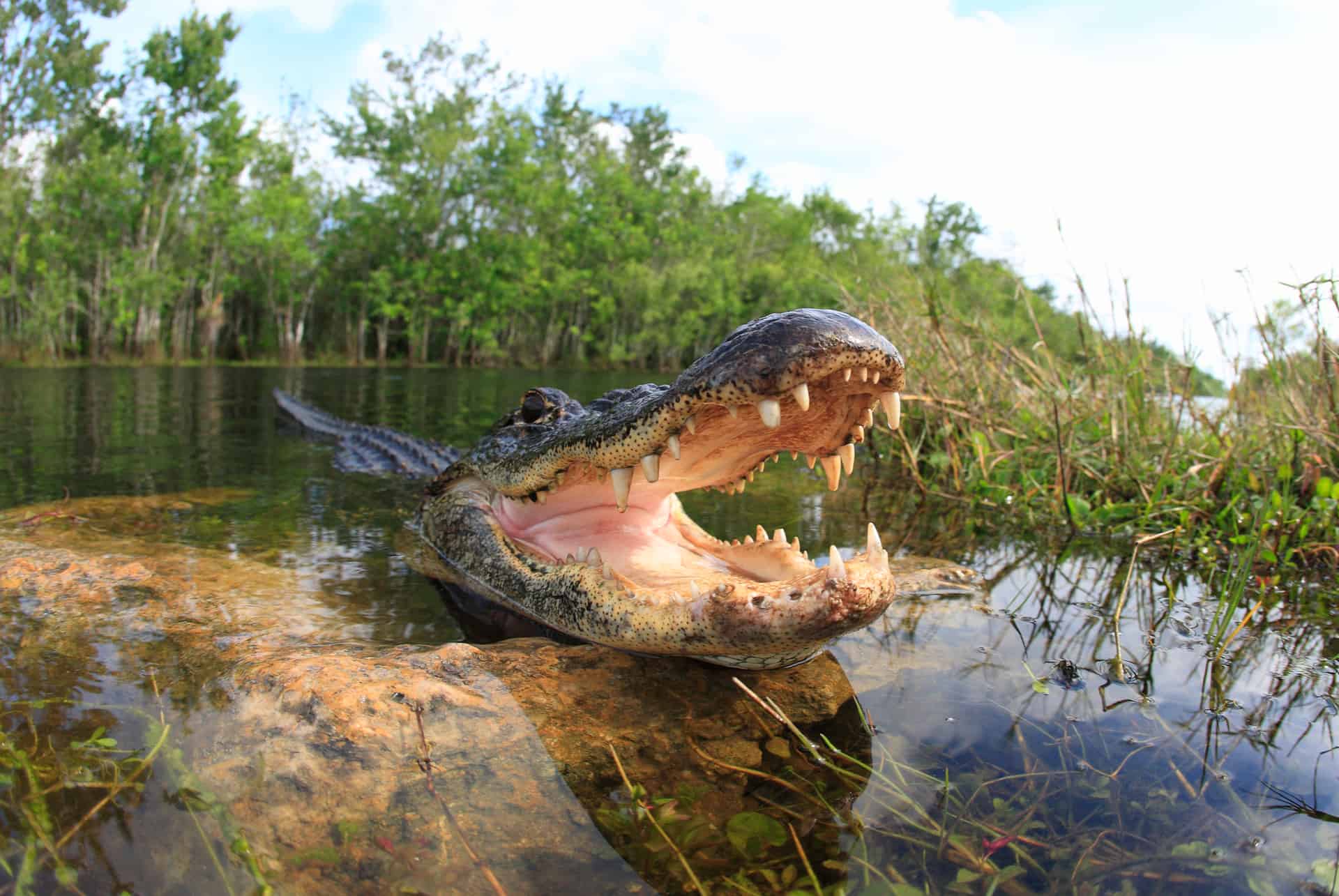 alligators dans les everglades alligators