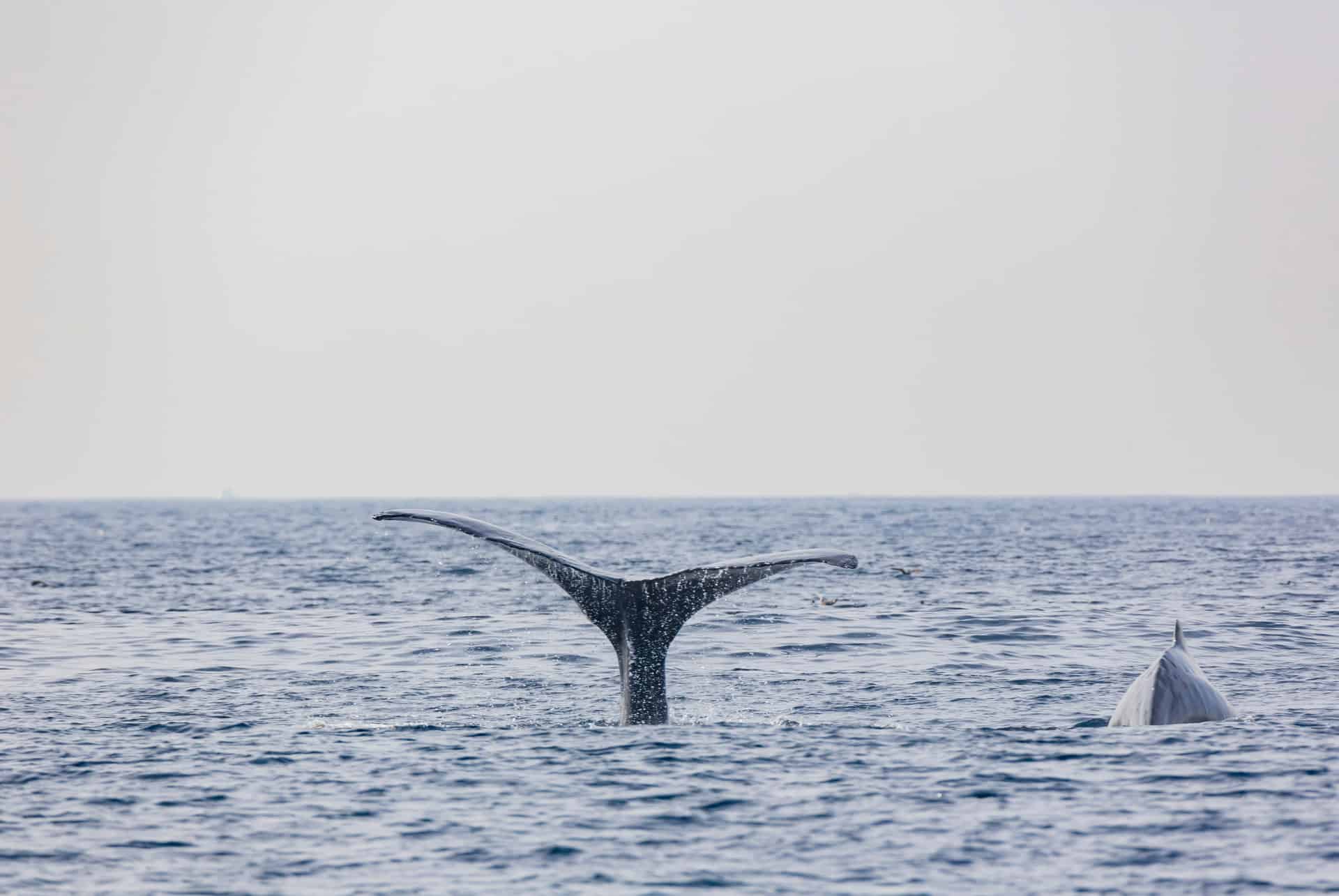 baleine los angeles baleine los angeles