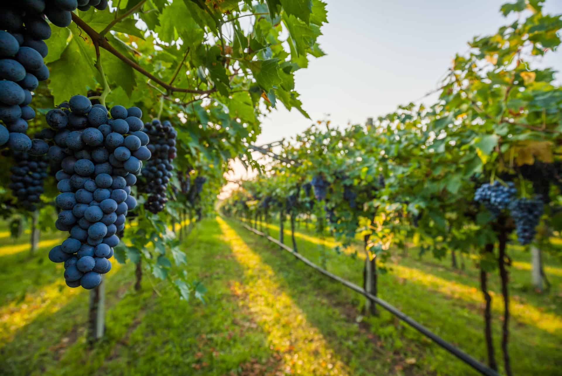 vignoble vesuve pompei activite vignoble vesuve activite