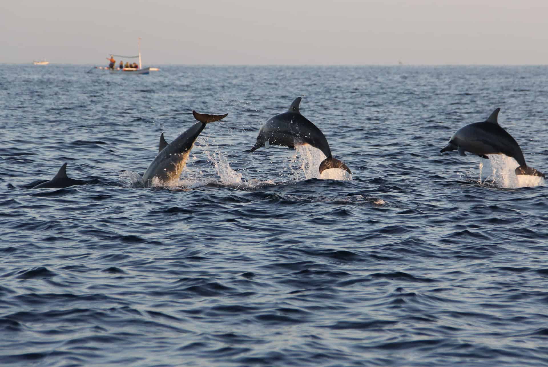 dauphins lovina beach que faire bali dauphins lovina beach que faire bali