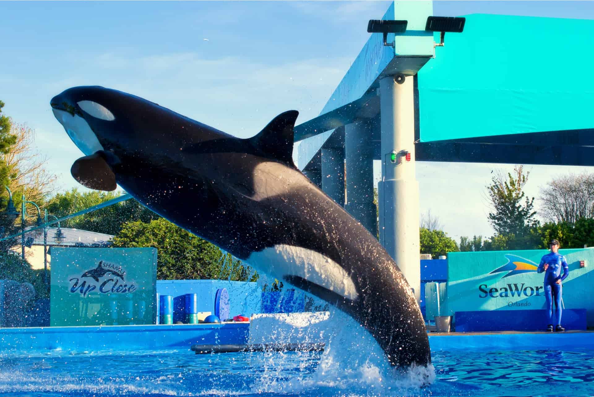 aller voir des orques a orlando aller voir des orques a orlando