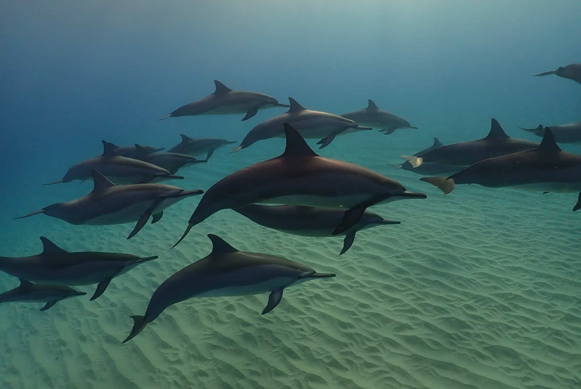 dauphins long bec dauphins long bec