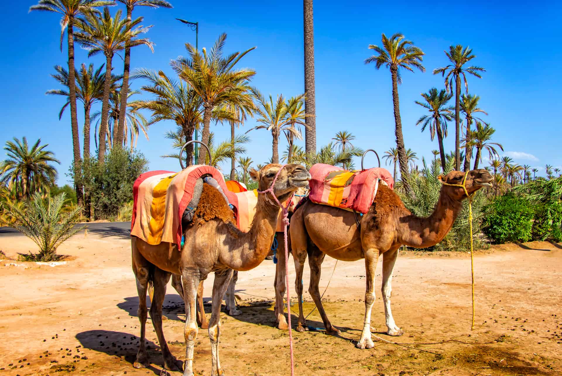 palmeraie marrakech palmeraie marrakech