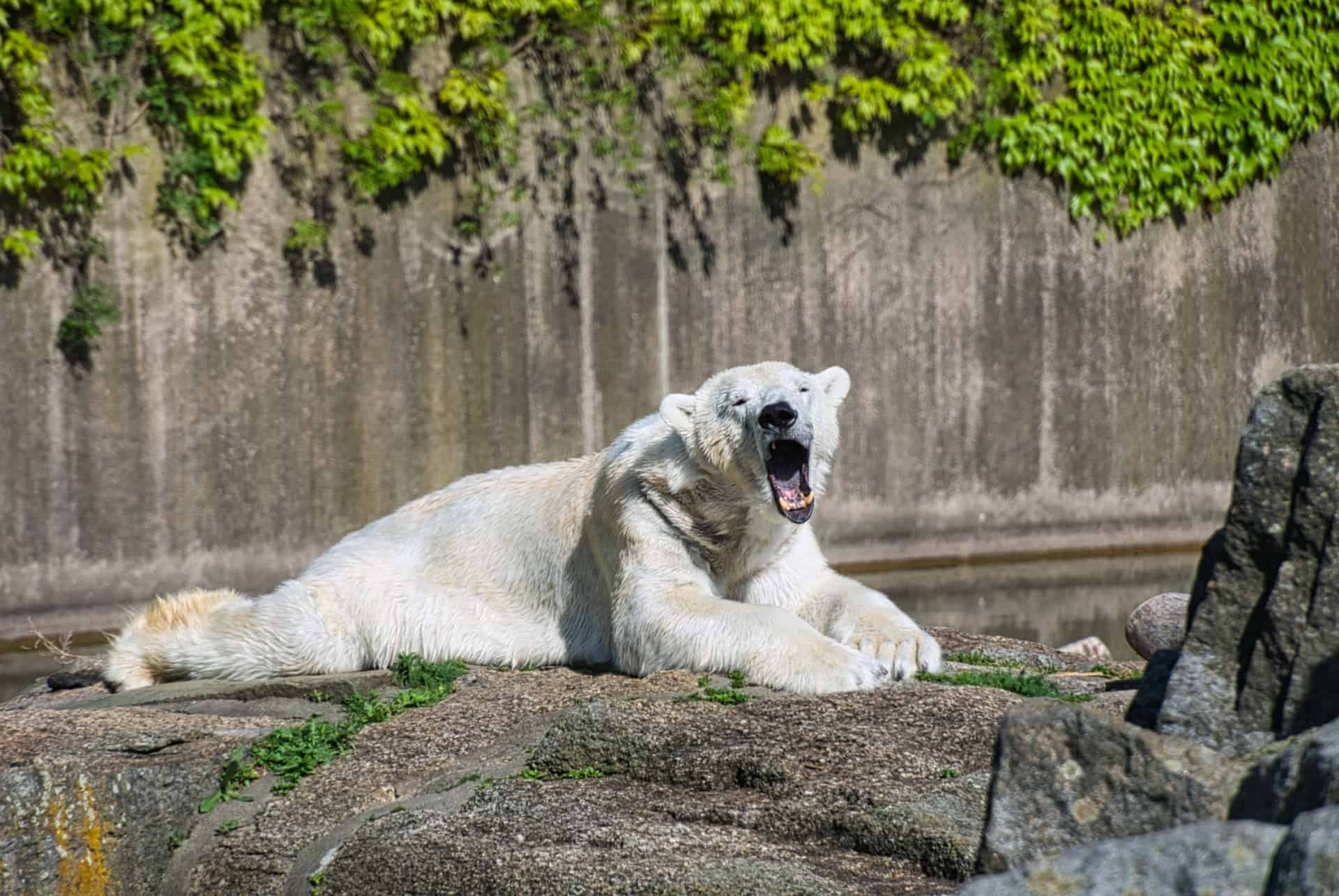 zoo de berlin ours blanc zoo de berlin ours blanc