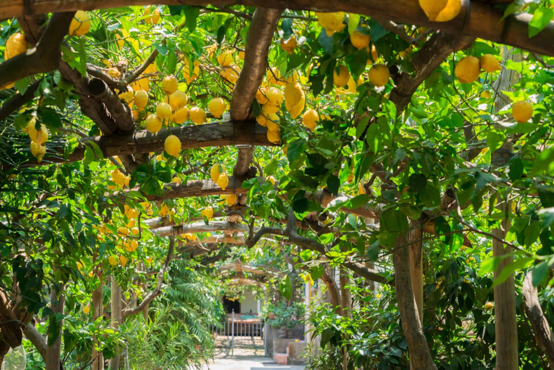citrons de sorrente citrons de sorrente