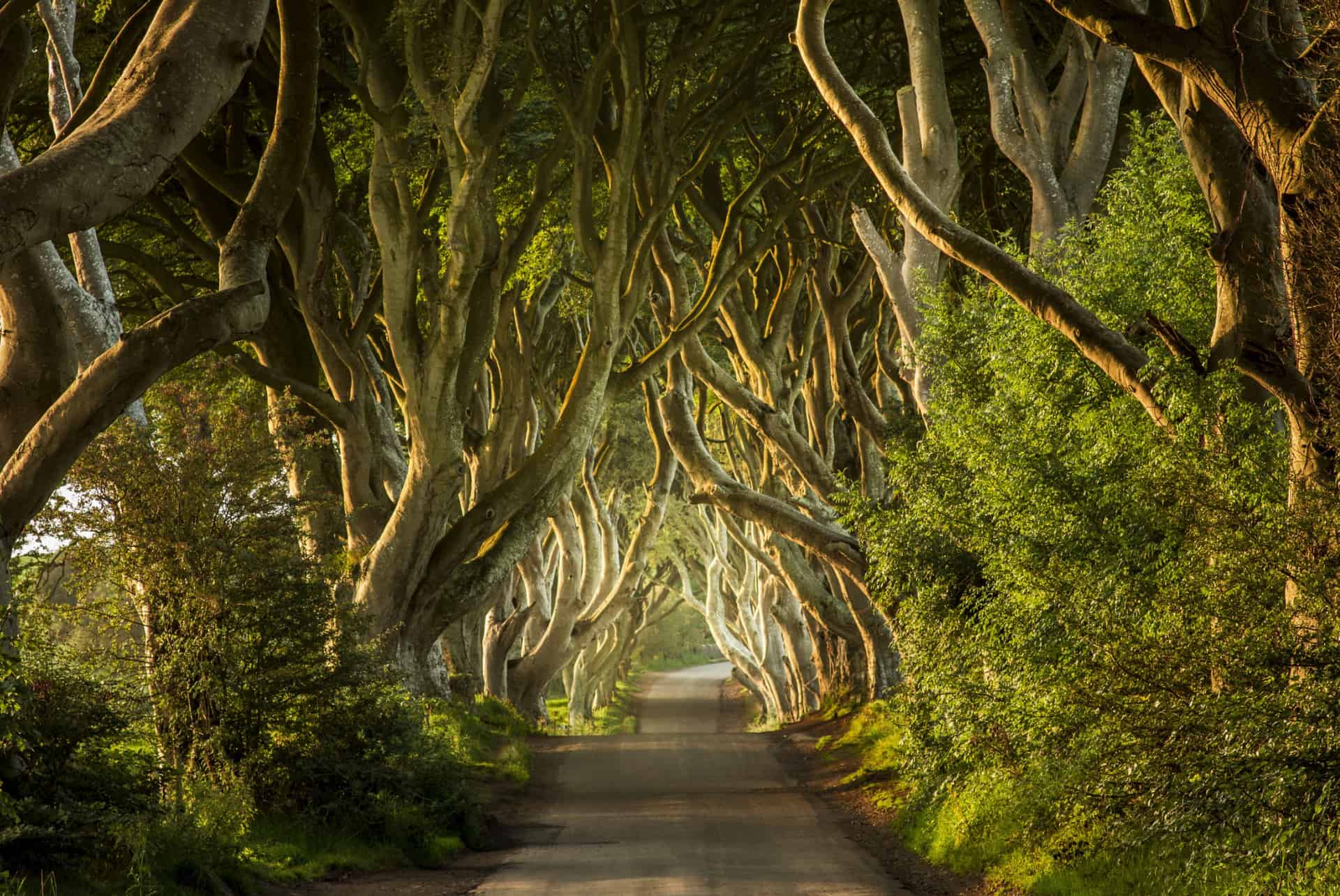 irlande dark hedges irlande dark hedges