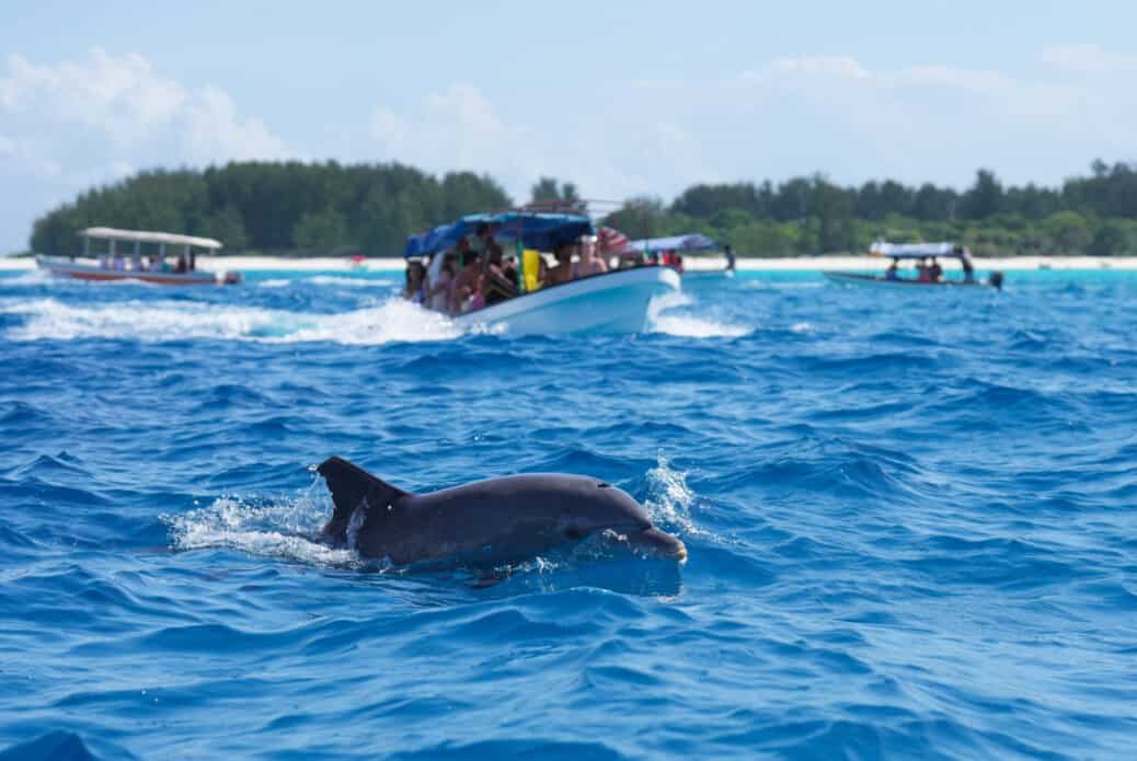 Snorkeling avec les dauphins à Mnemba