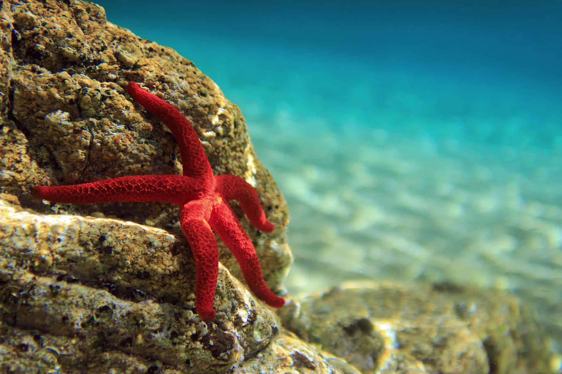 etoile de mer plongee etoile de mer plongee