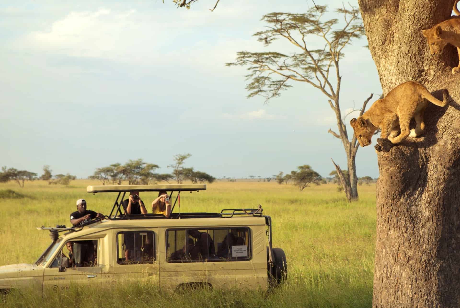 visiter serengeti visiter serengeti