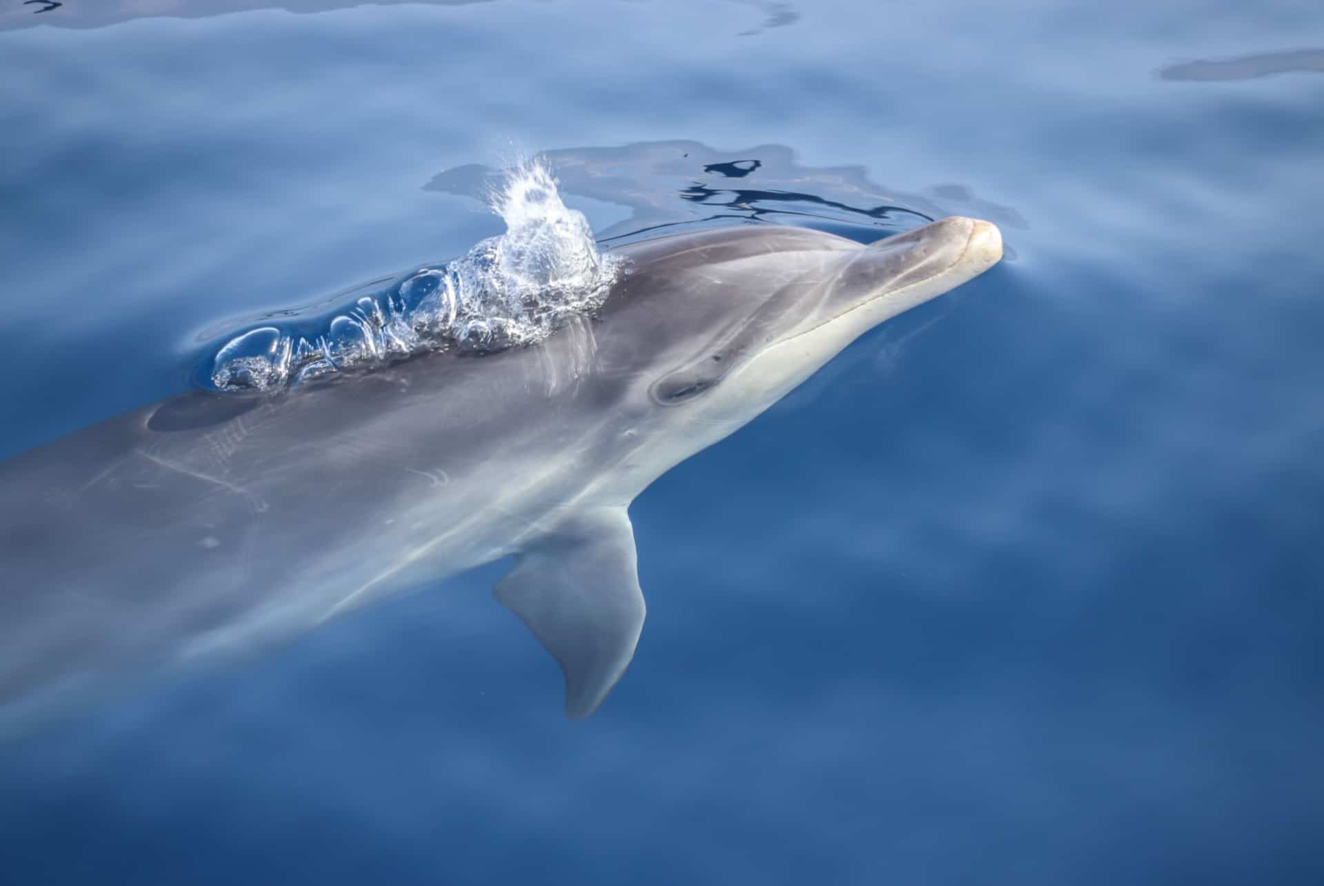 dauphins tenerife croisiere andalousie