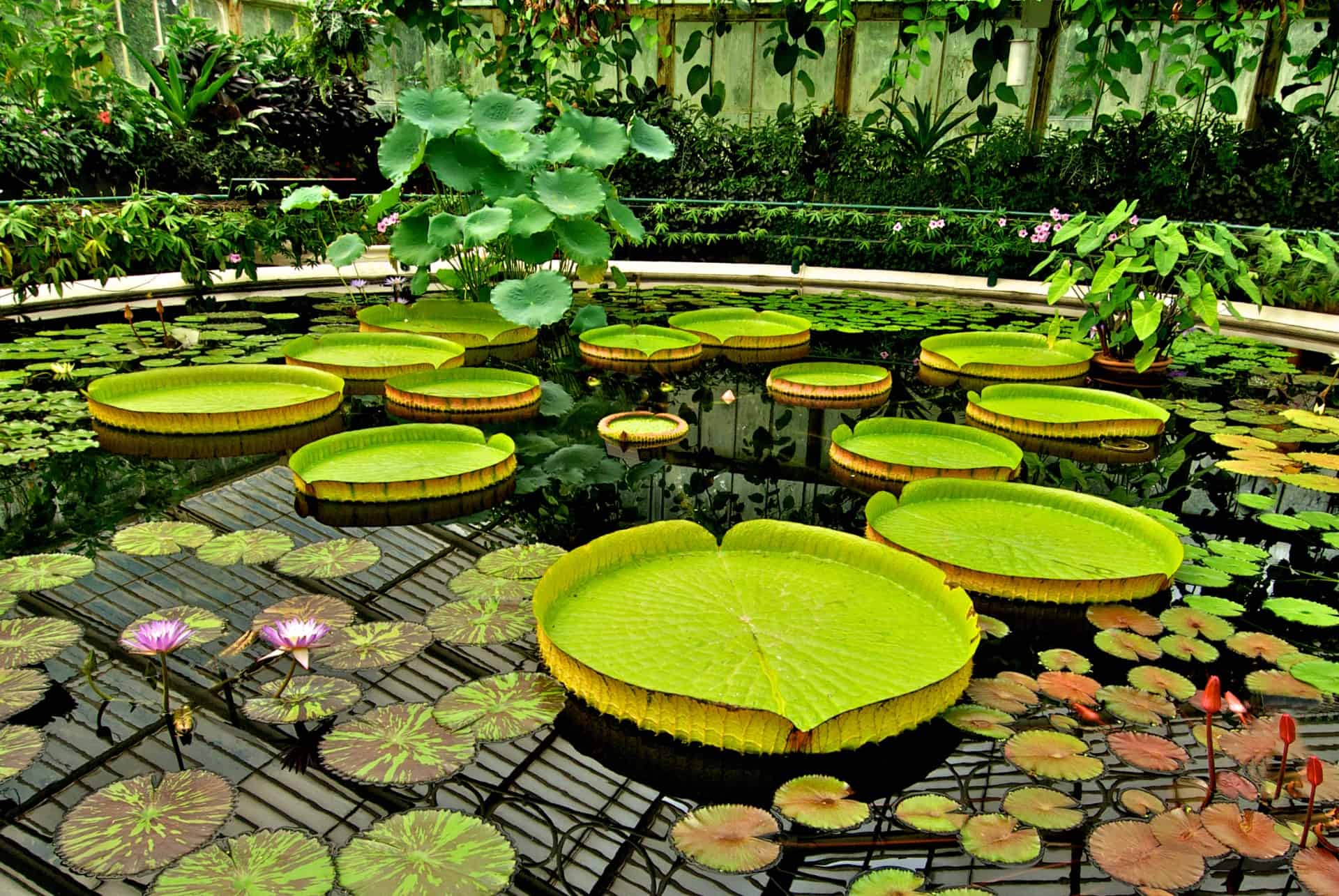 kew gardens kew gardens