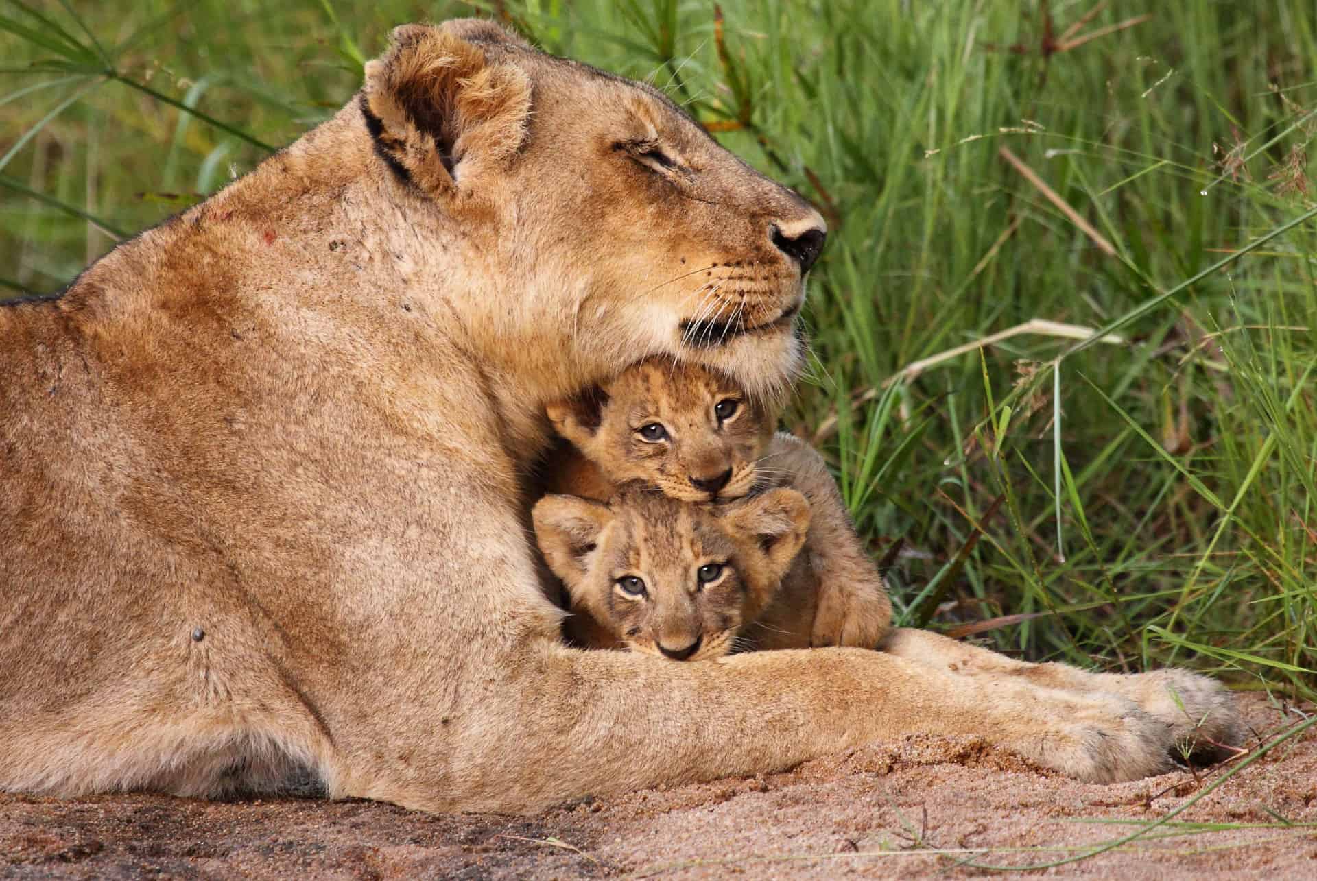 lions safari lions safari