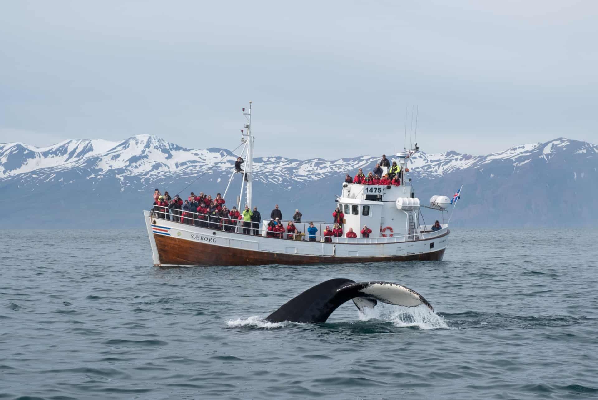 islande en avril baleines islande en avril baleines