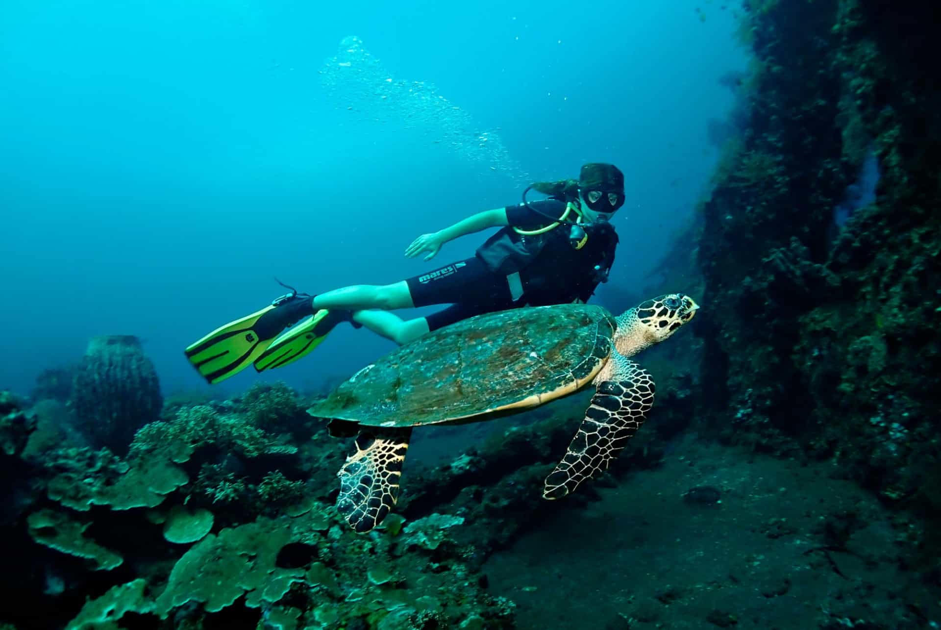 plongee a bali tortue plongee a bali tortue