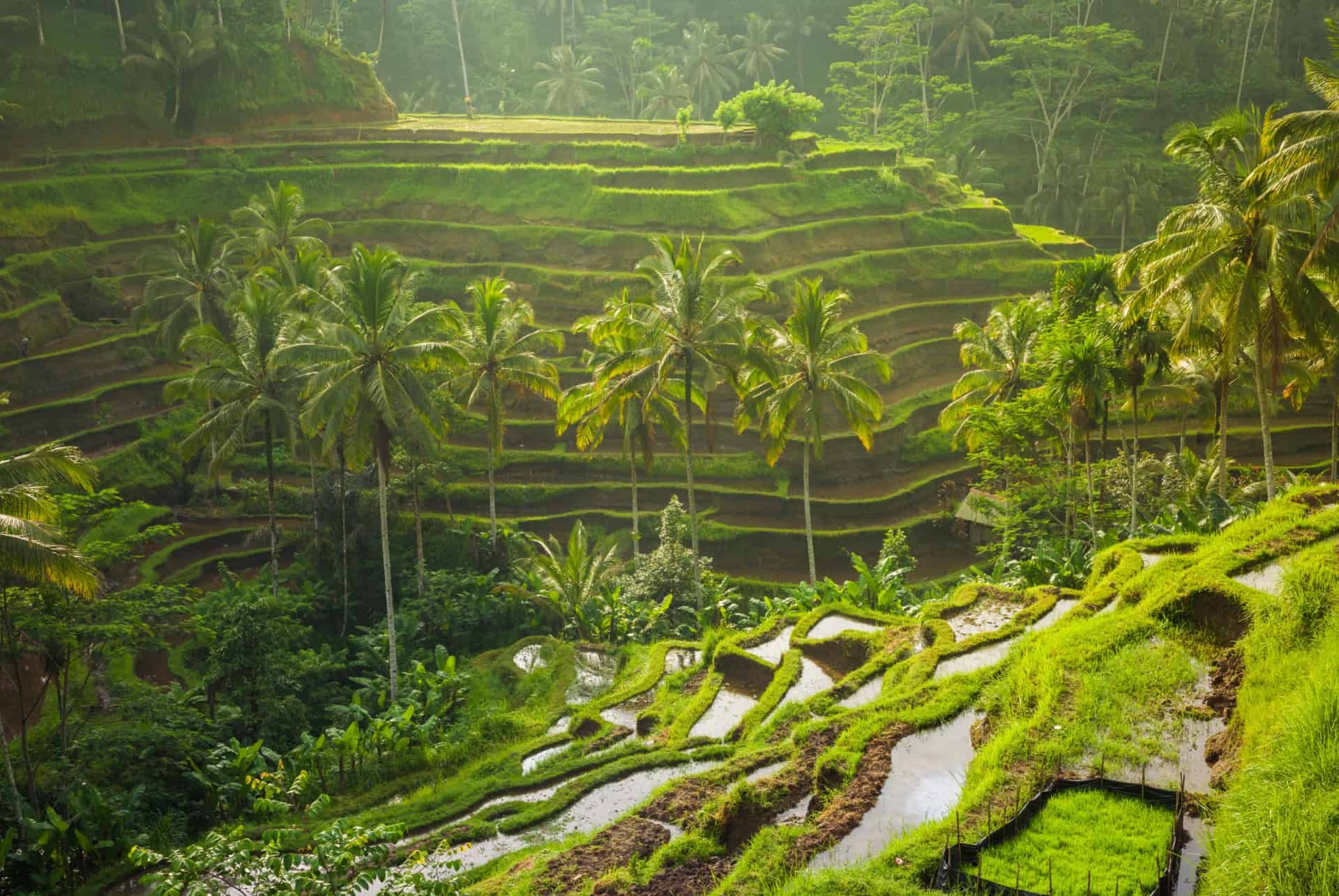 tegallalang bali 15 jours tegallalang bali 15 jours