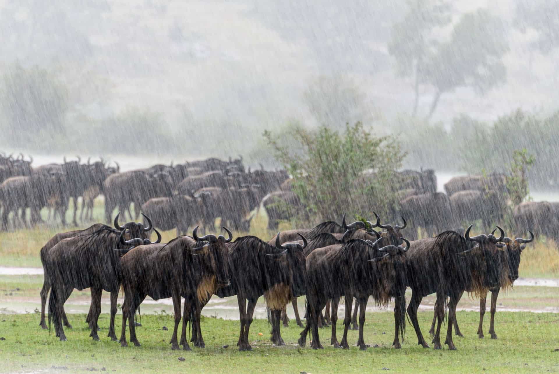 gnous sous la pluie gnous sous la pluie