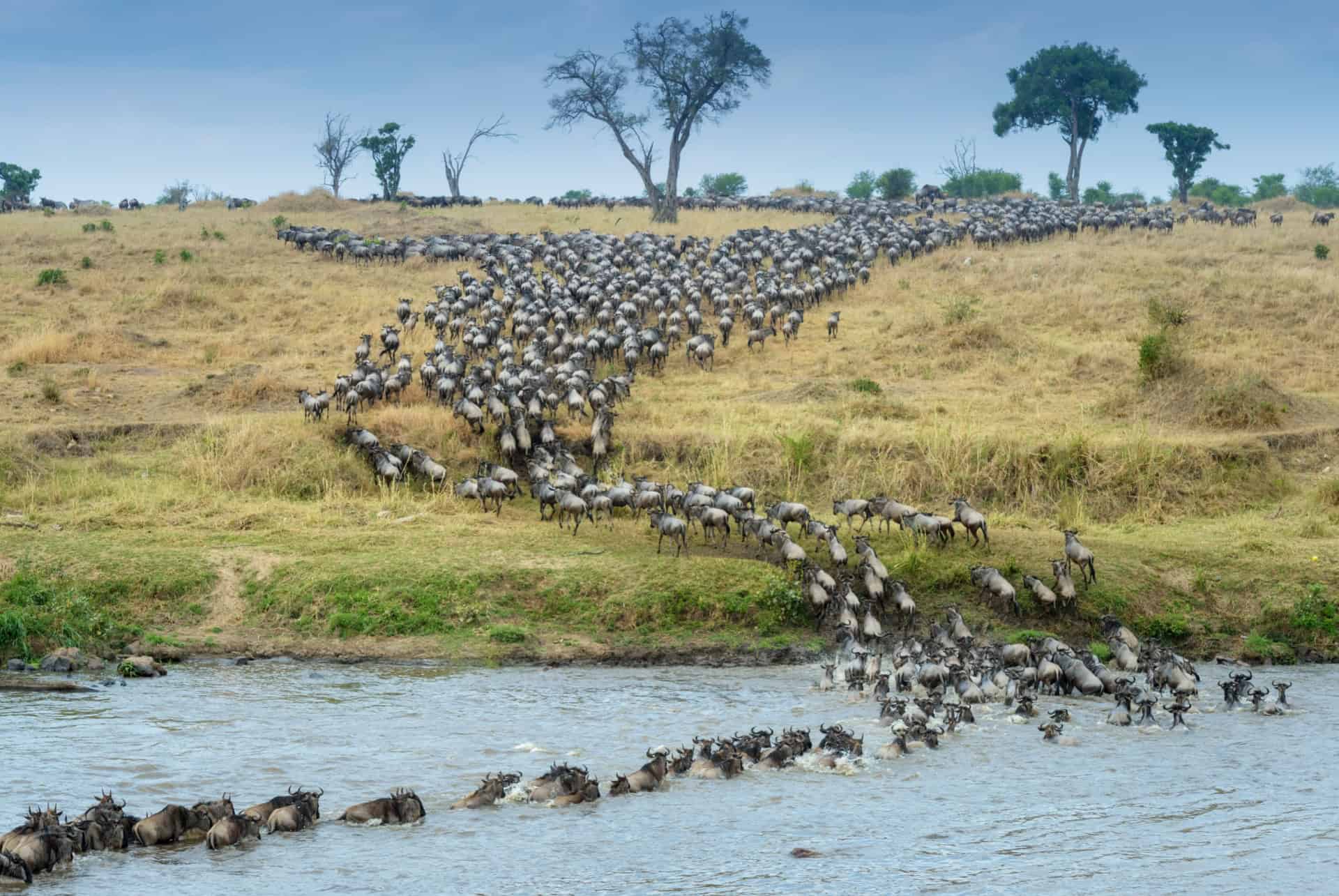 migration gnous migration gnous
