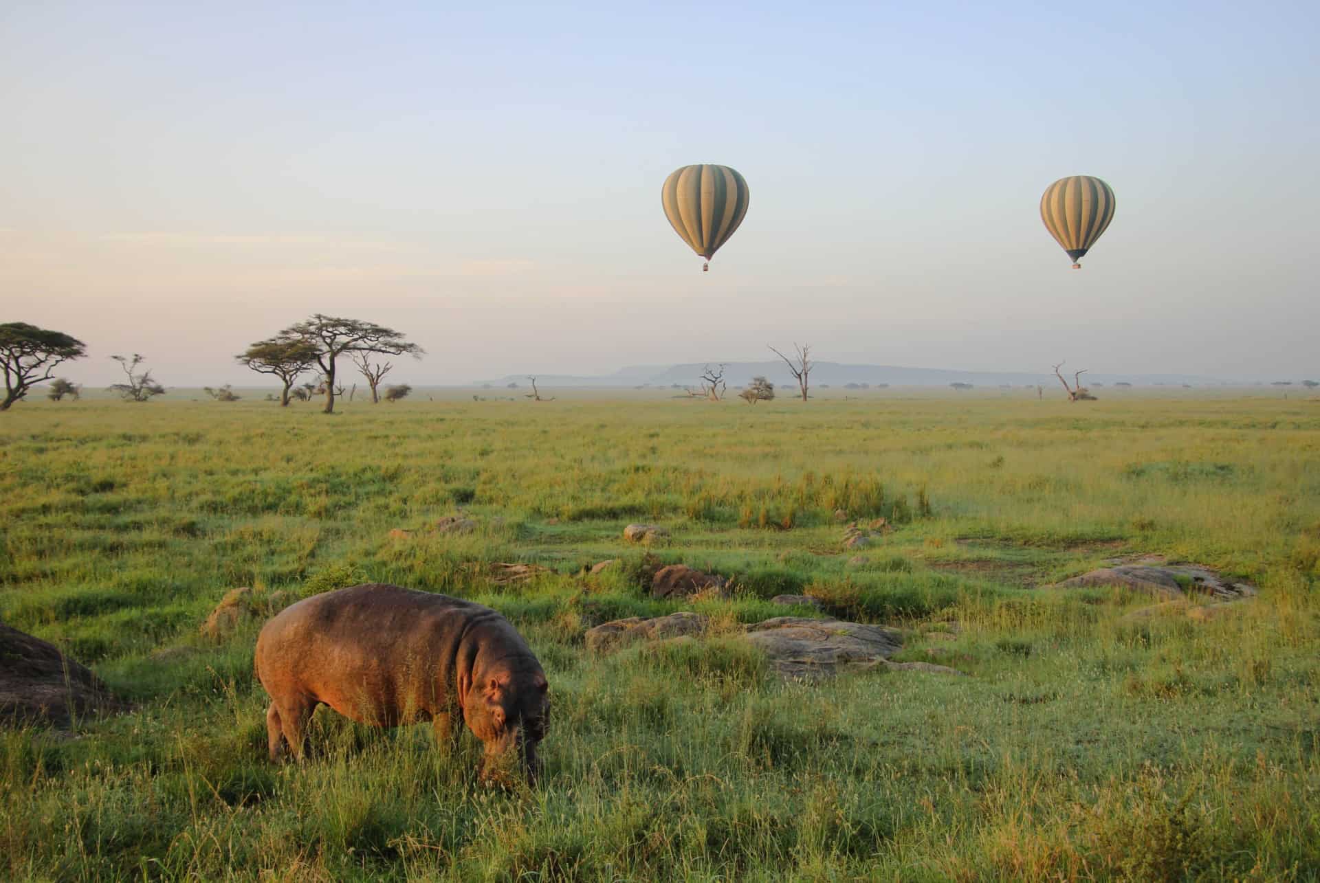 montgolfiere serengeti montgolfiere serengeti