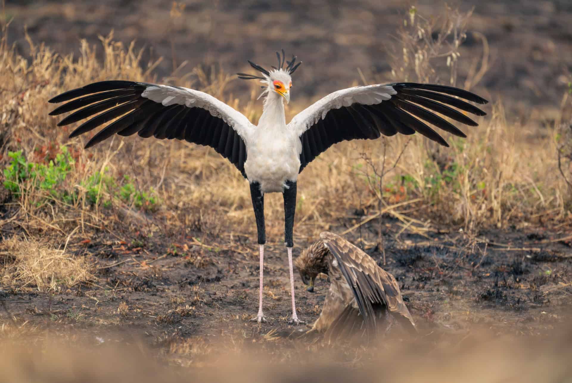 oiseau serengeti zebres migration