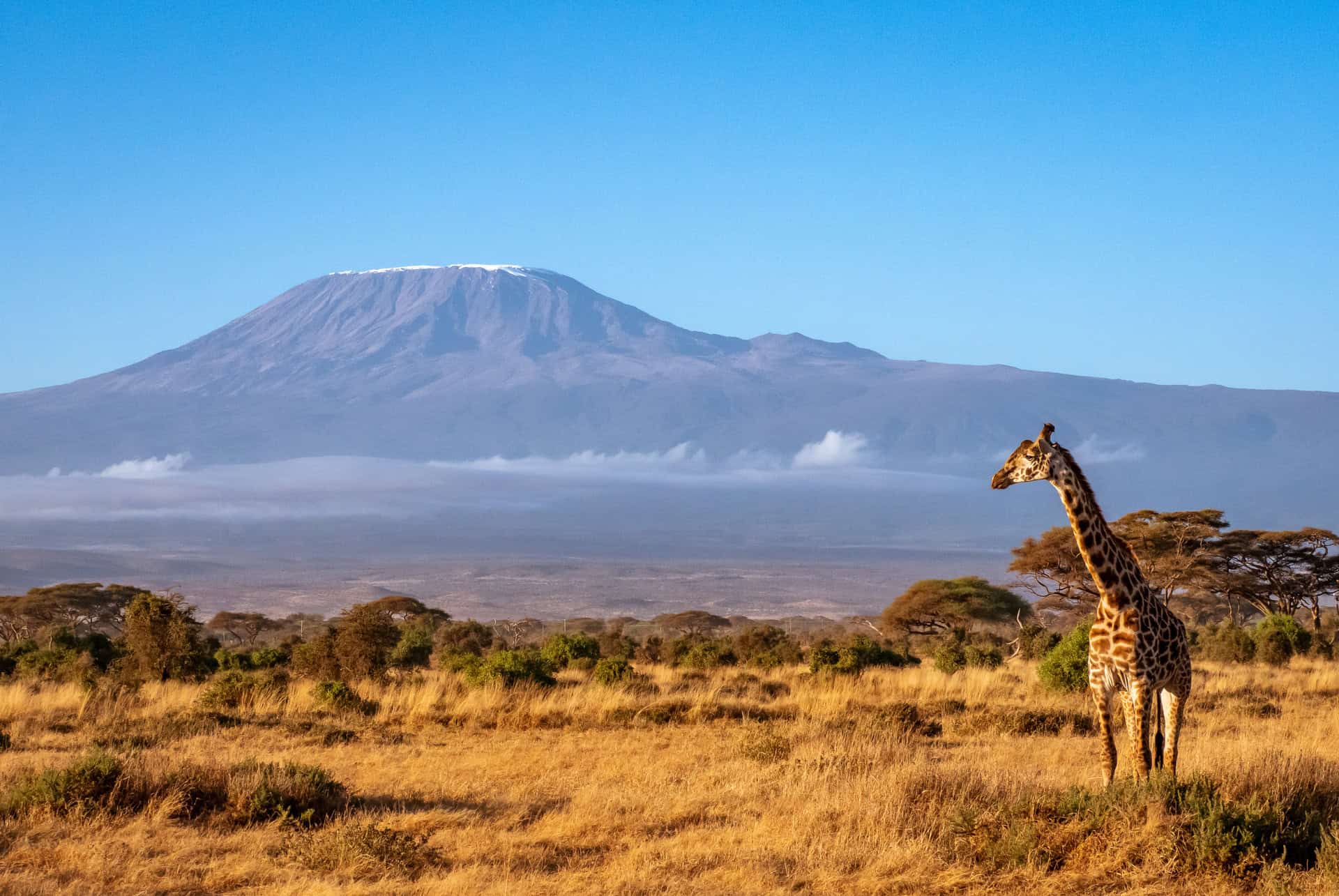 safari en tanzanie vue kilimandjaro safari en tanzanie vue kilimandjaro