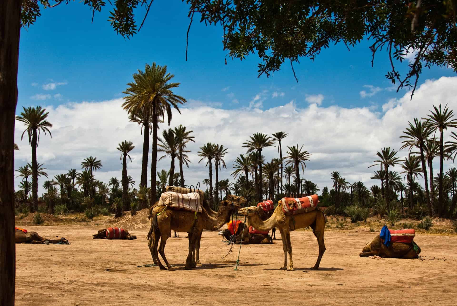visiter la palmeraie de marrakech visiter la palmeraie de marrakech