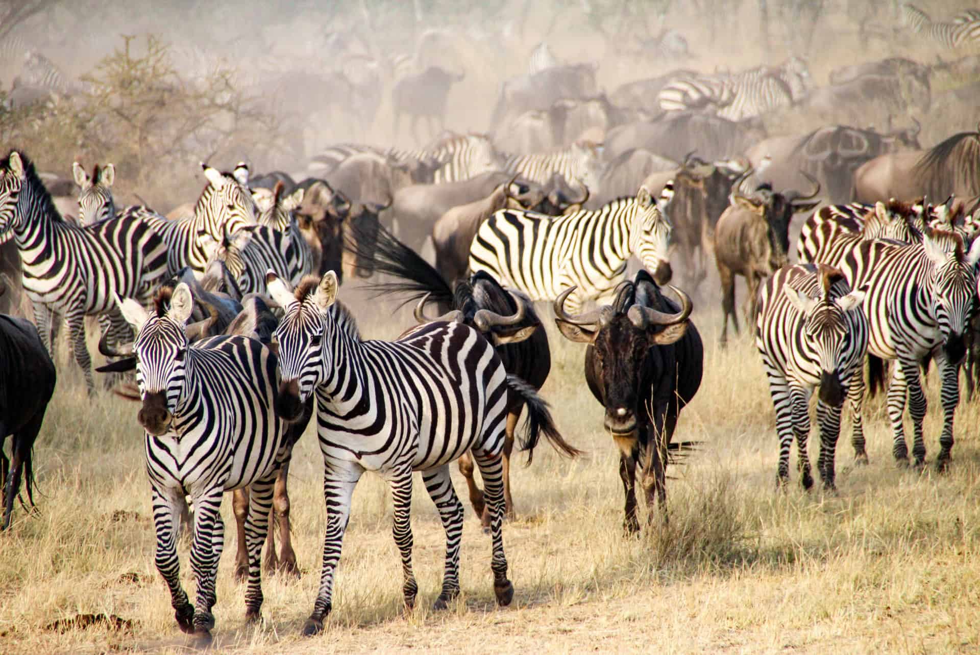 zebres migration zebres migration