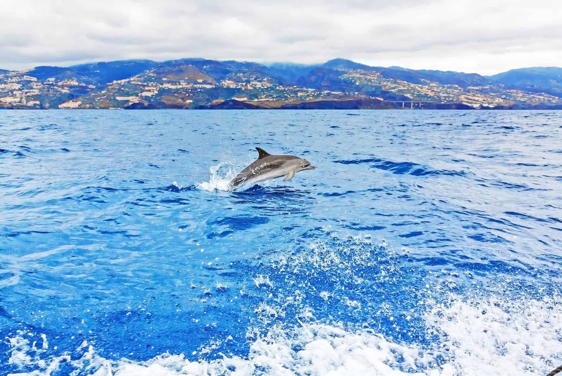croisiere observation des dauphins a madere croisiere observation des dauphins a madere