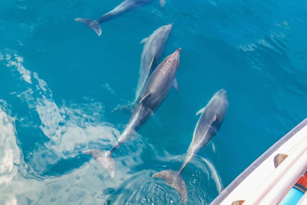Observation des dauphins et baleines