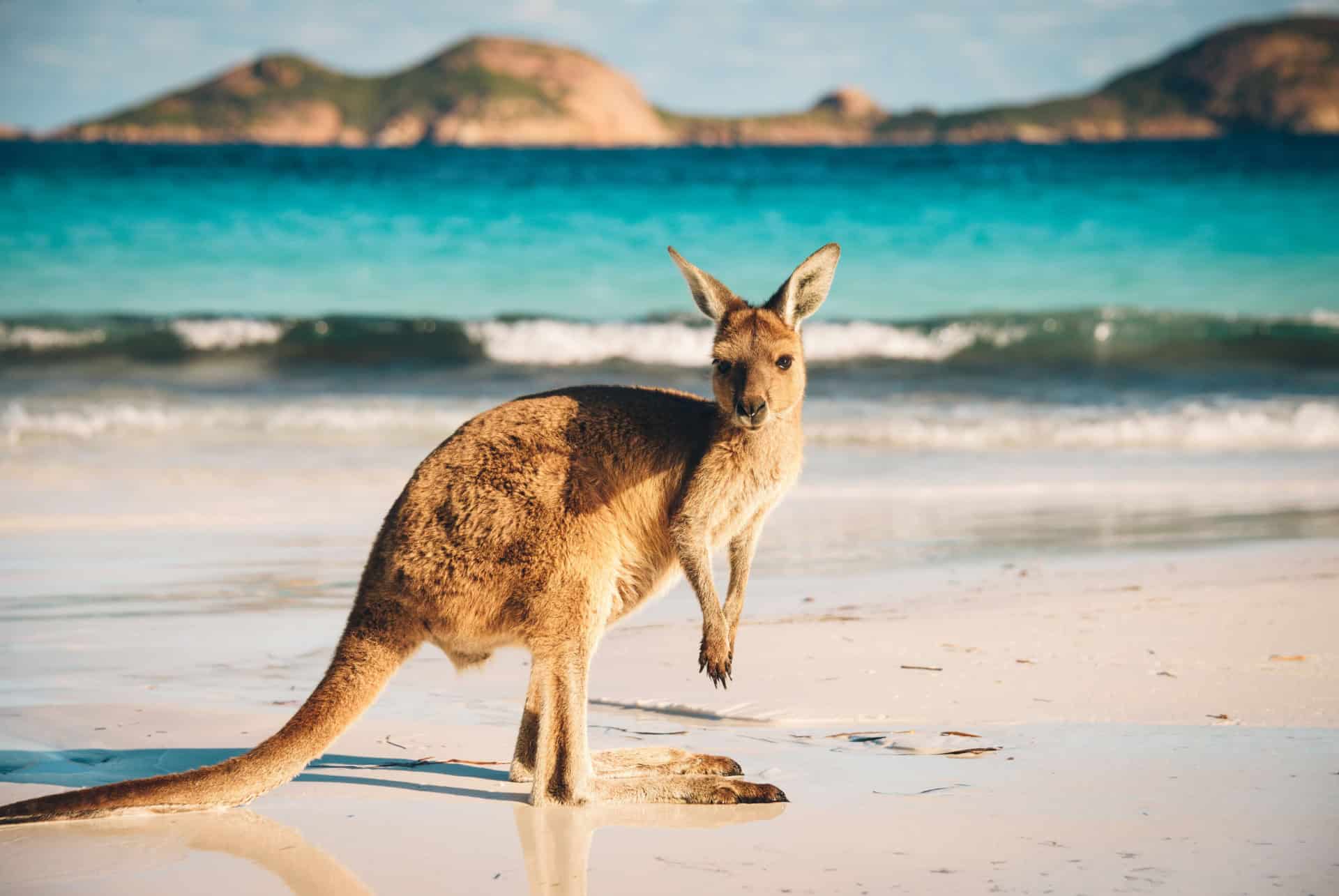 lucky bay australie lucky bay australie