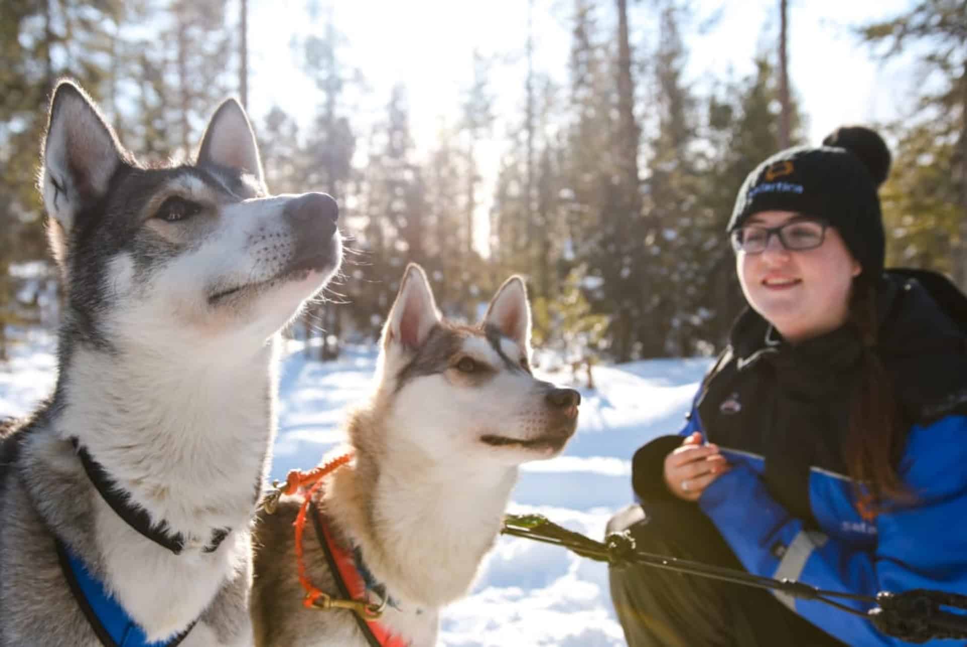 chiens huskies chiens huskies