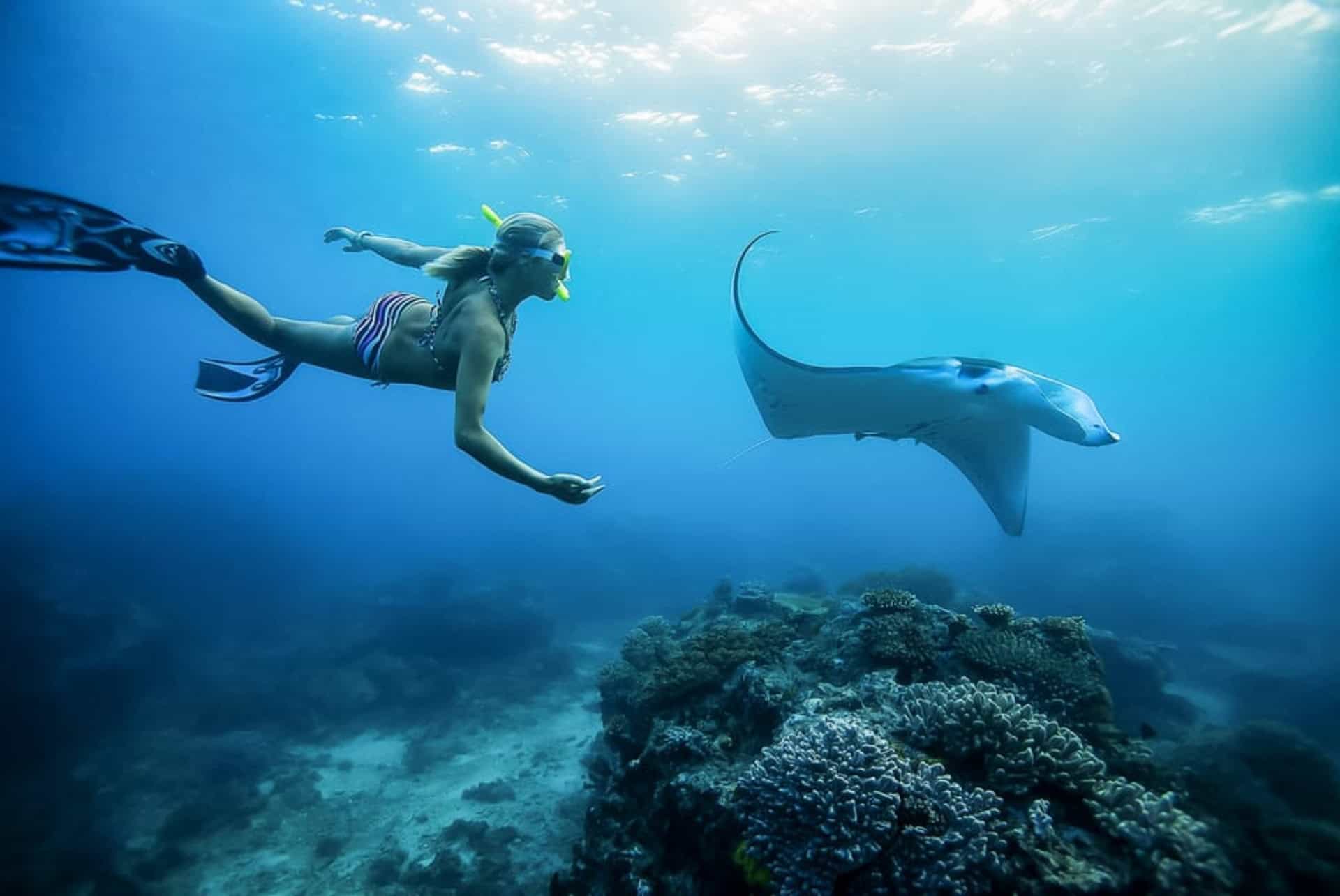nager avec raies à bali nager avec raies à bali