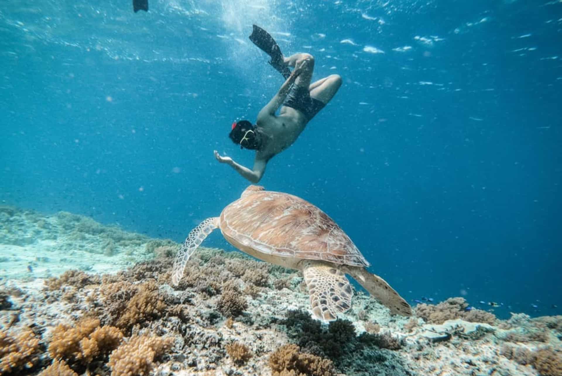plongée à bali tortues aux îles gili plongée à bali tortues aux îles gili