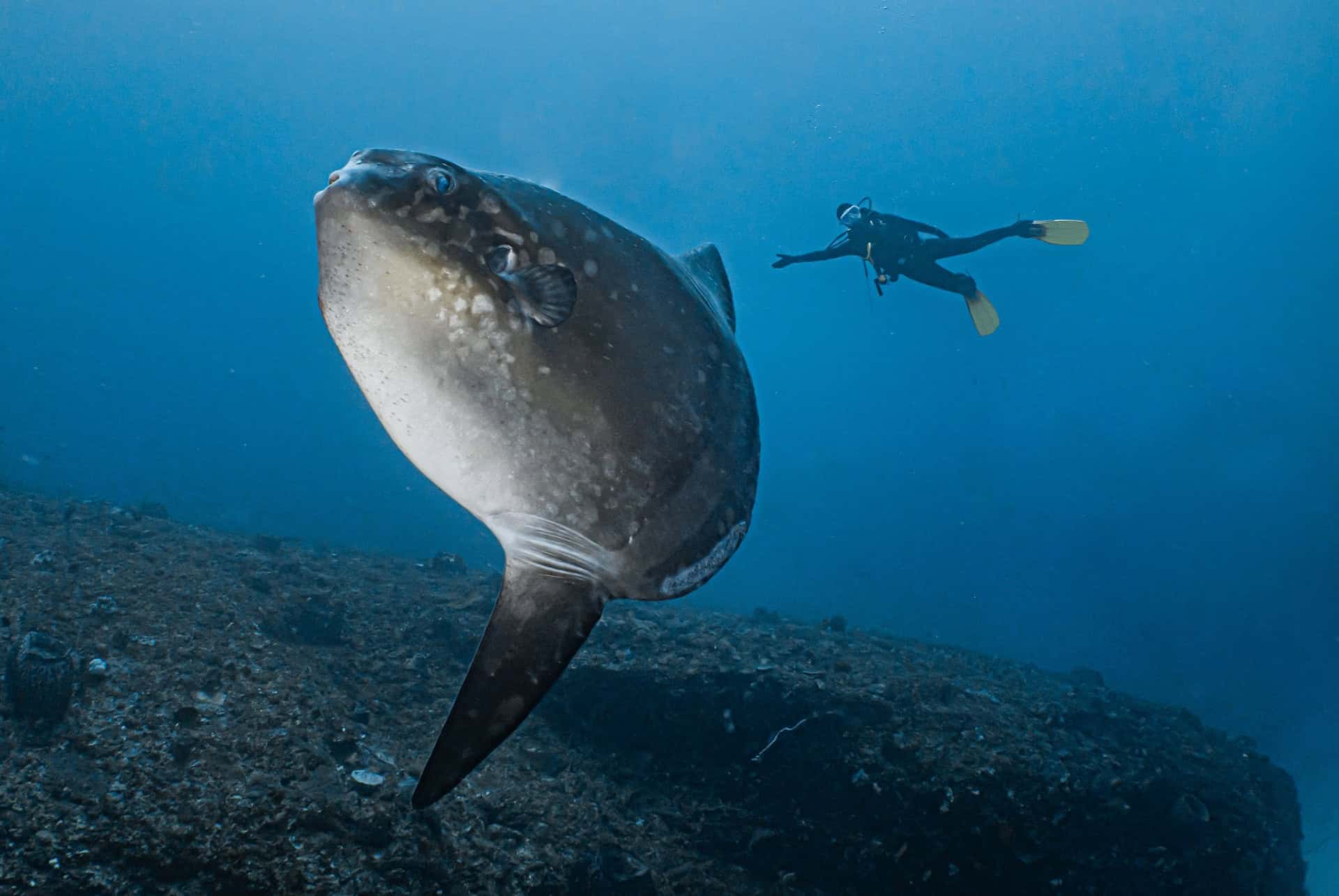 plongée avec poisson lune à bali plongée avec poisson lune à bali