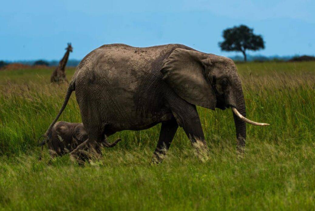 Journée de safari au parc national de Mikumi