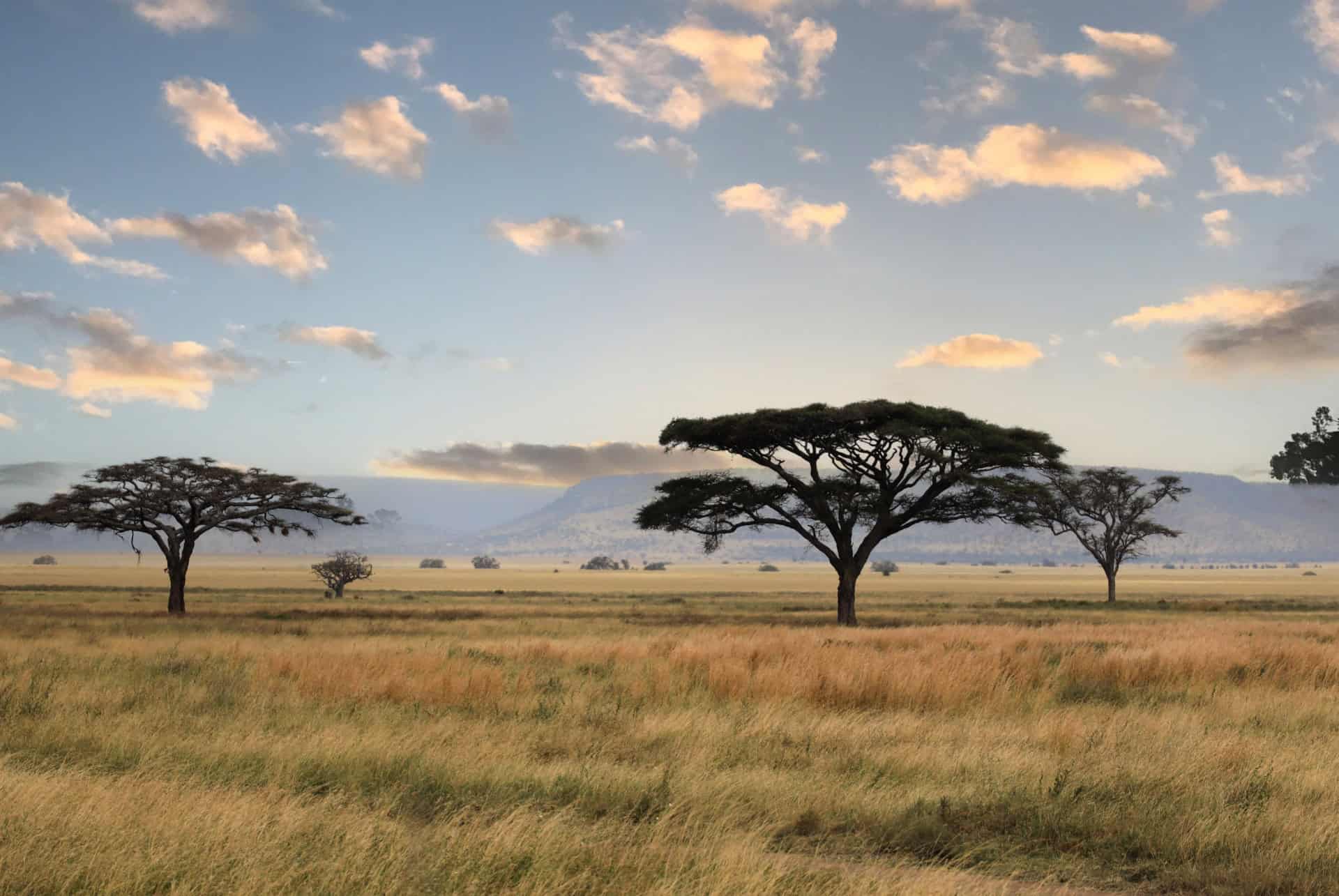 savane en tanzanie savane en tanzanie