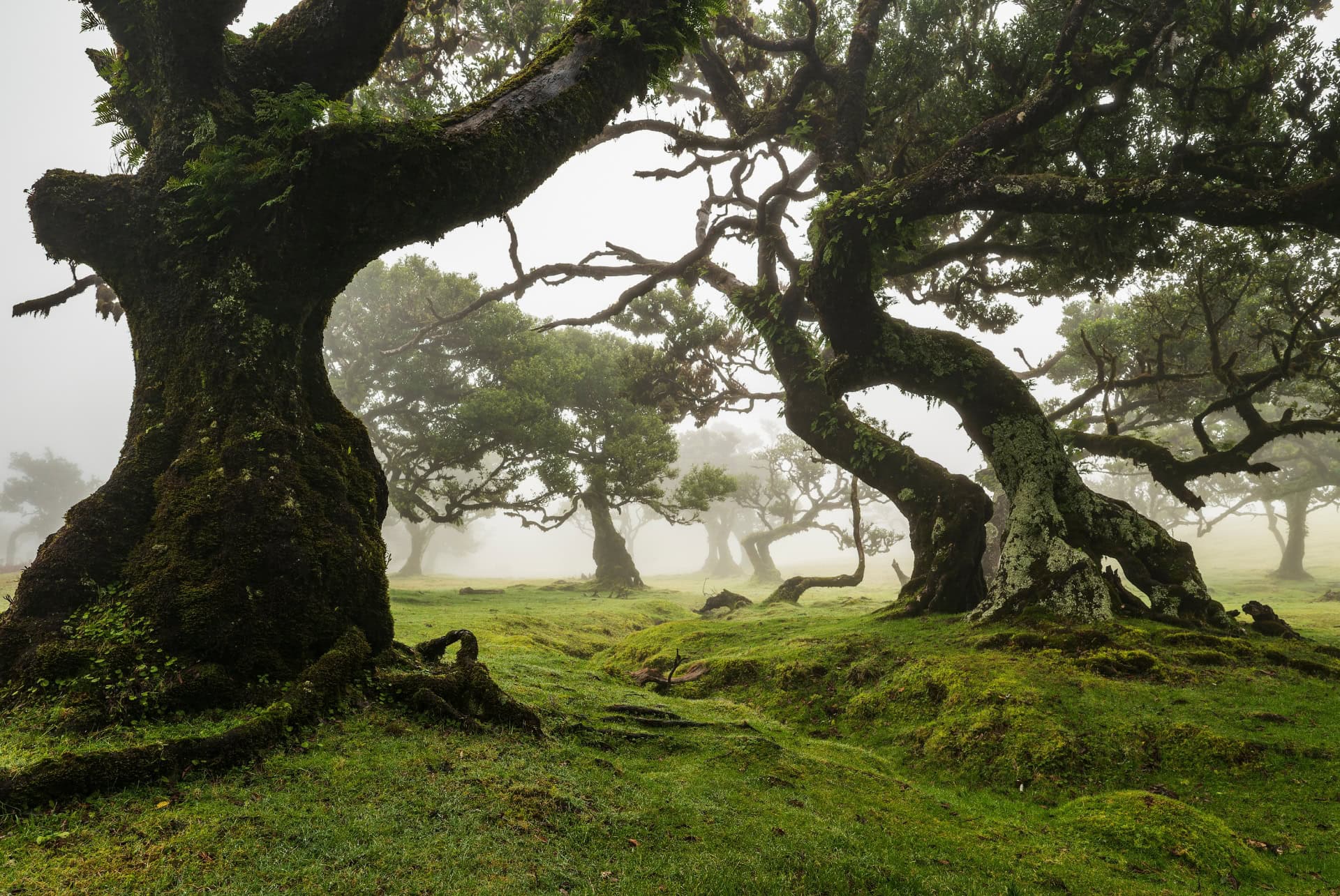 foret mystique fanal foret mystique fanal