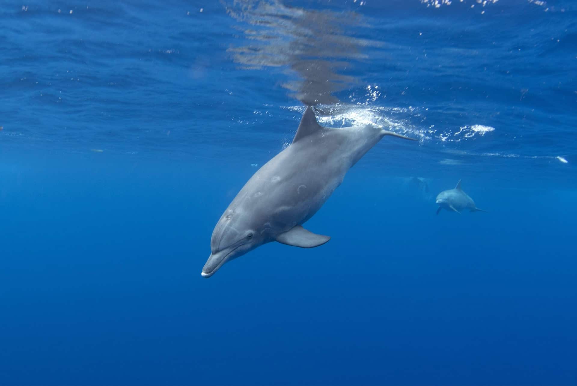 grands dauphins grands dauphins