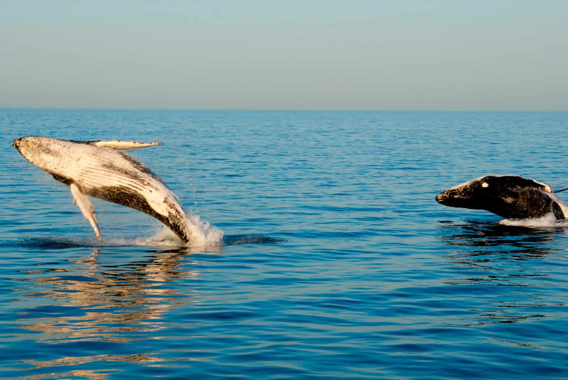 baleine a bosse exmouth baleine a bosse exmouth