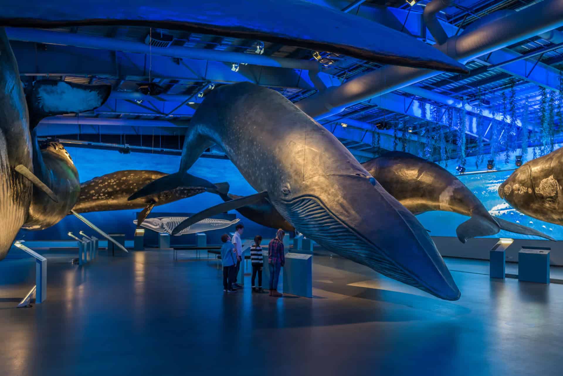musee des baleines que faire a reykjavik musee des baleines que faire a reykjavik