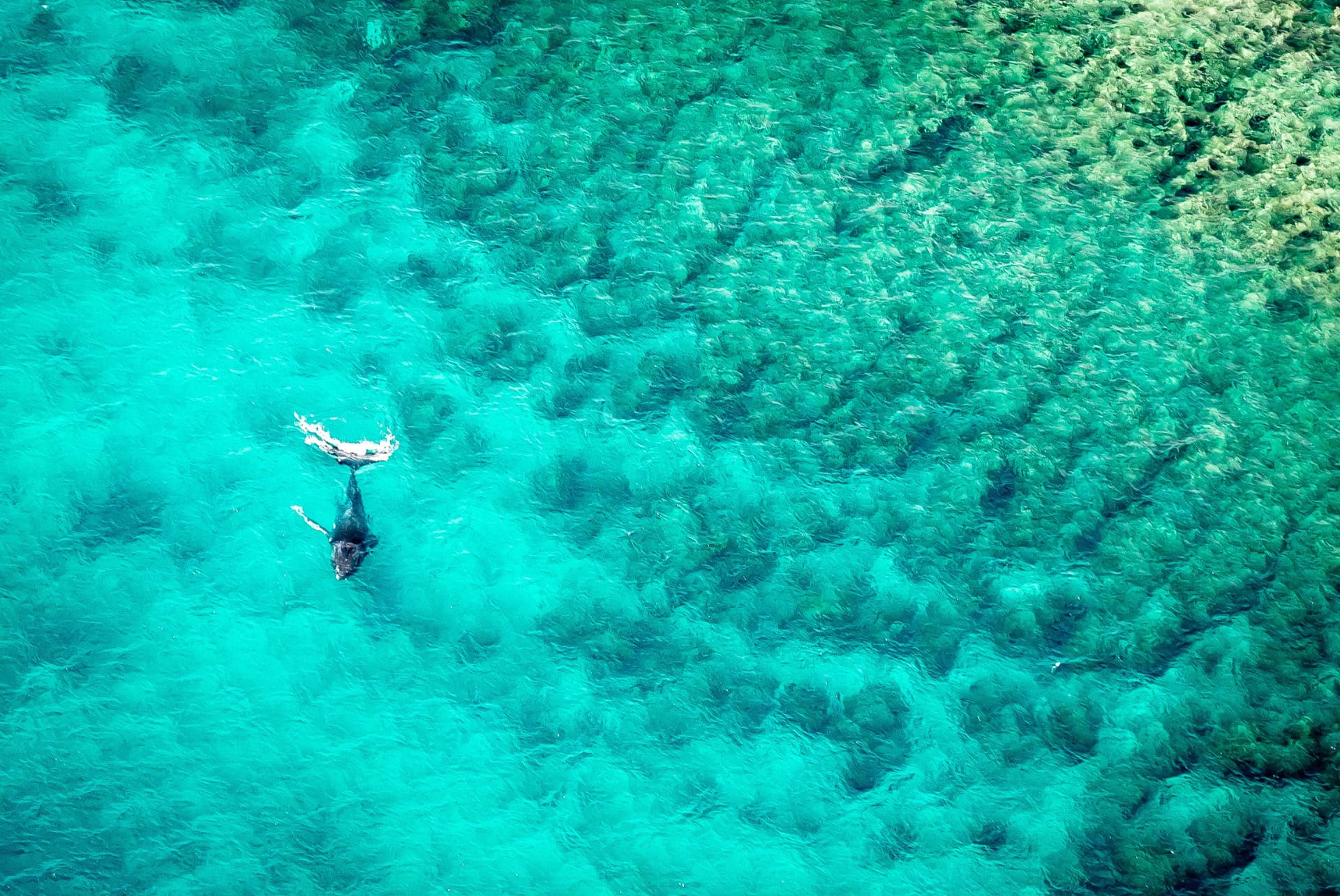 ningaloo reef australie ningaloo reef australie