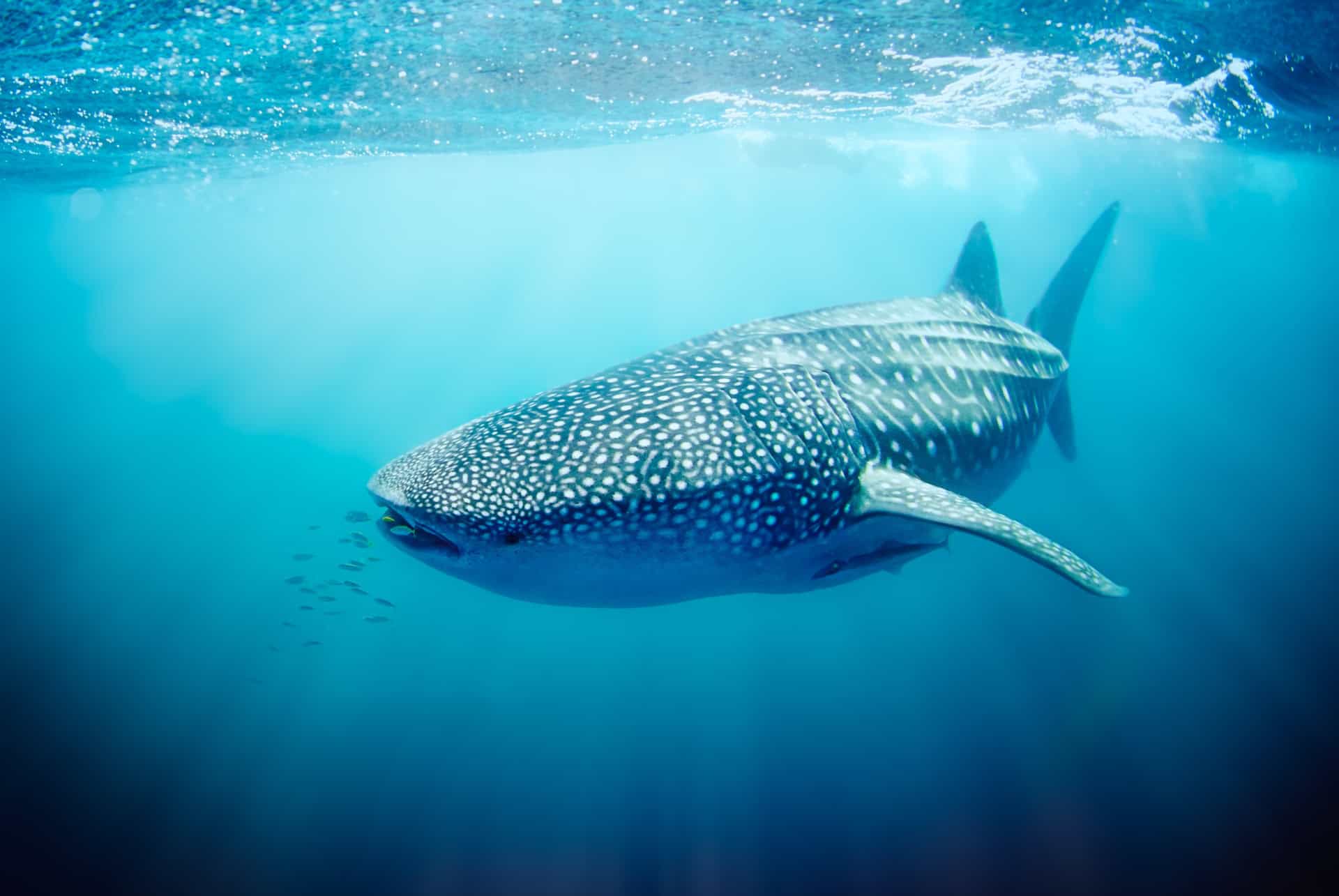 requin baleine exmouth requin baleine exmouth