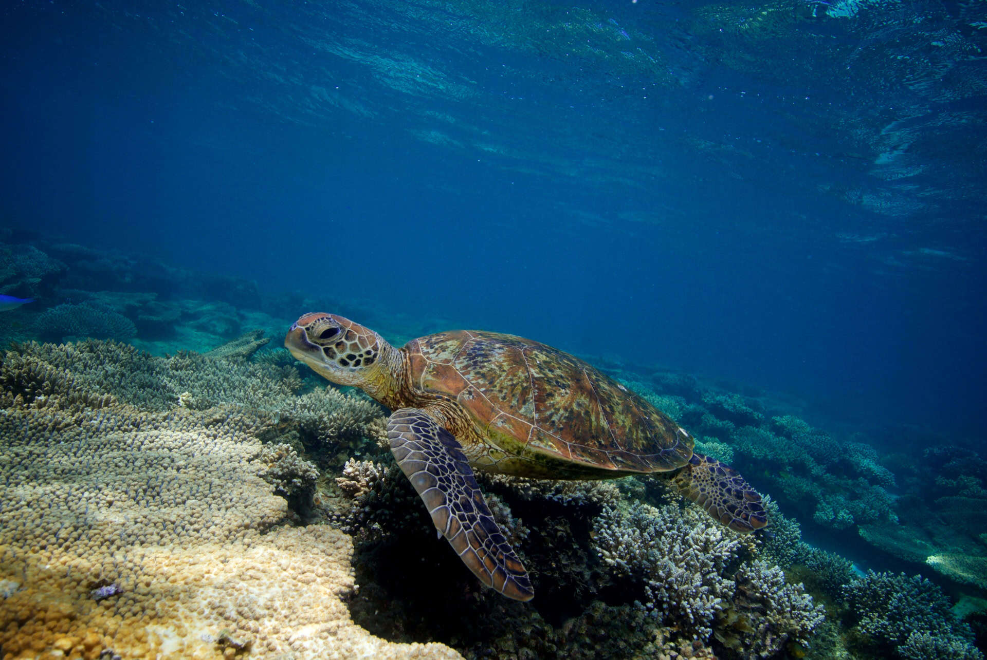tortue exmouth tortue exmouth