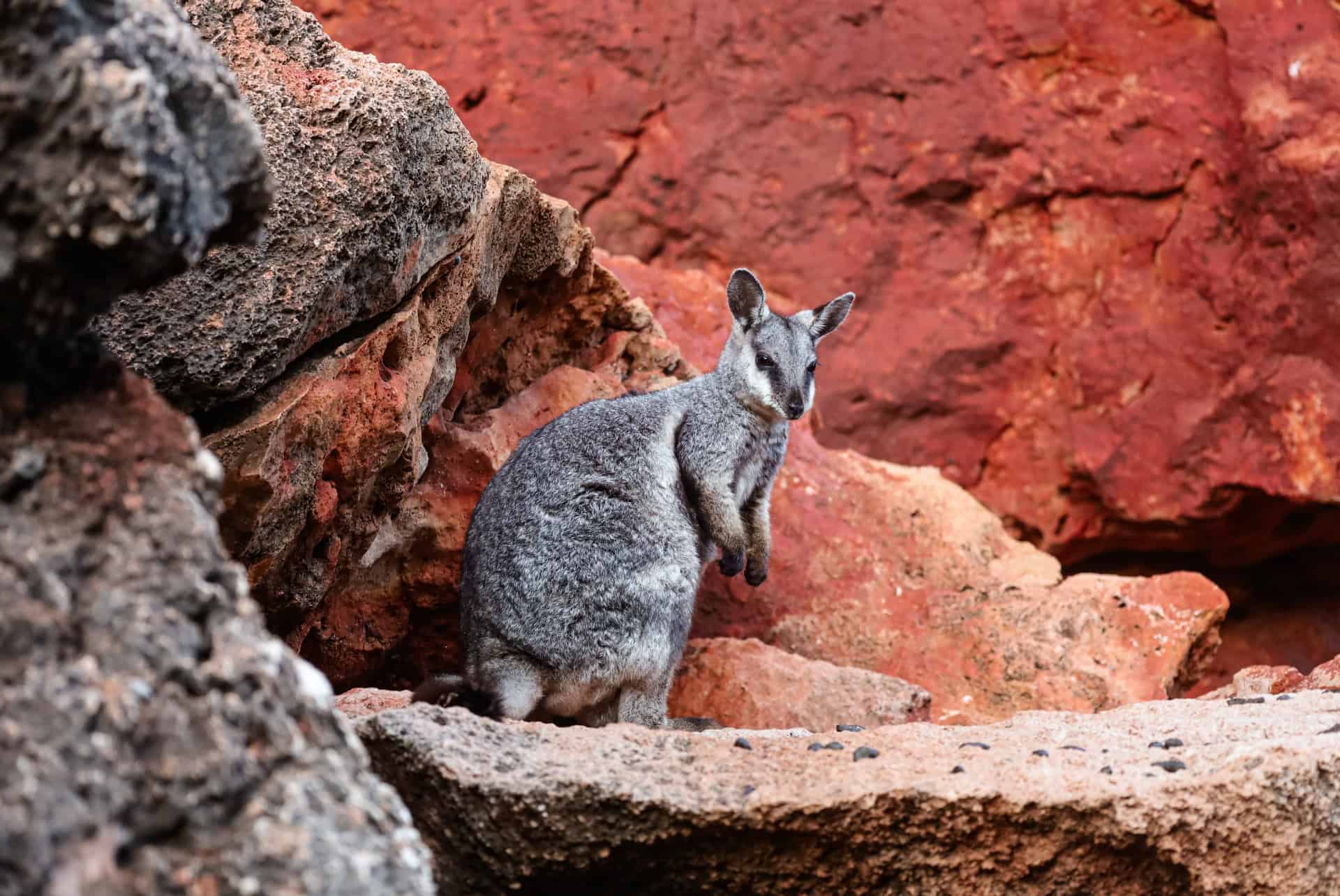 wallaby exmouth wallaby exmouth