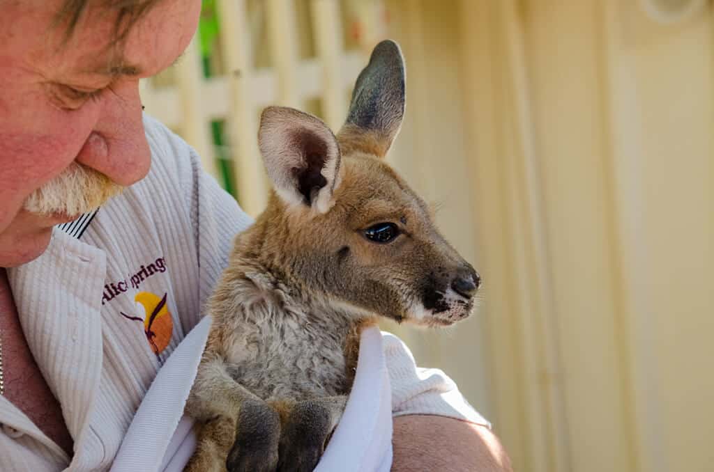 Bébé kangourou à Coober Pedy