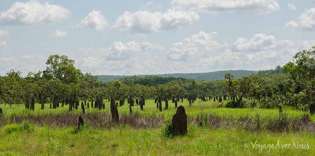 termitiere-litchfield-national-park